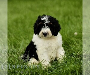 Bernedoodle (Miniature) Puppy for sale in NEW HOLLAND, PA, USA