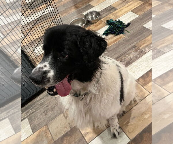 Medium Photo #4 Great Pyrenees-Irish Wolfhound Mix Puppy For Sale in Princeton, MN, USA