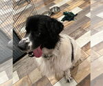 Small #3 Great Pyrenees-Irish Wolfhound Mix
