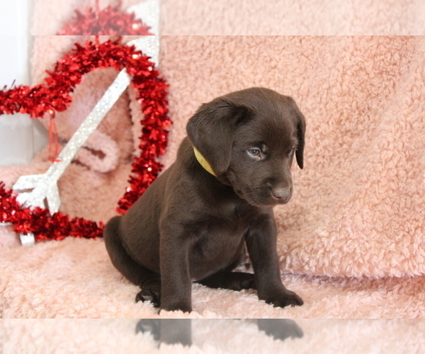 Medium Photo #2 Labrador Retriever Puppy For Sale in RICHLAND, IA, USA
