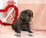 Small Photo #2 Labrador Retriever Puppy For Sale in RICHLAND, IA, USA