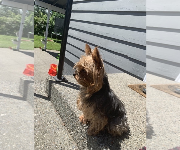 Medium Photo #1 Yorkshire Terrier Puppy For Sale in TACOMA, WA, USA
