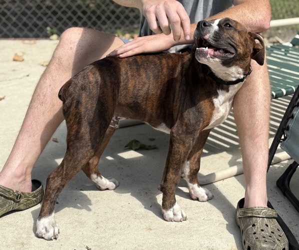 Medium Photo #2 Boxer Puppy For Sale in WEST COLUMBIA, SC, USA