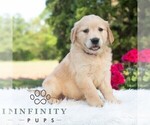 Small #4 Golden Retriever