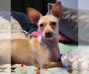 Chihuahua-Unknown Mix Dogs for adoption in Tempe , AZ, USA