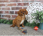Small #3 Cavalier King Charles Spaniel