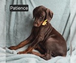 Small #8 Doberman Pinscher
