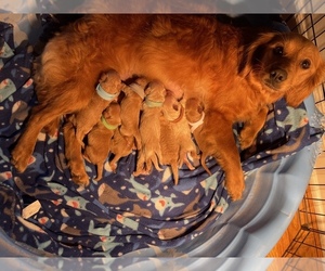 Goldendoodle-YorkiePoo Mix Puppy for sale in CALIFORNIA, MO, USA