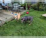 Small #2 American Pit Bull Terrier