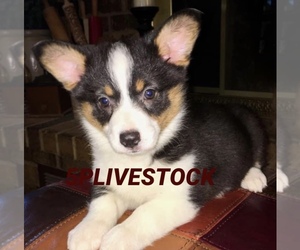 Pembroke Welsh Corgi Puppy for sale in DENTON, TX, USA
