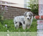 Puppy Zorro Australian Shepherd