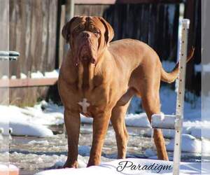 Father of the Dogue de Bordeaux puppies born on 05/20/2022