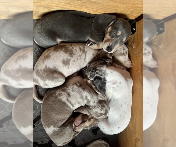 Medium Photo #26 Dachshund Puppy For Sale in LAKEBAY, WA, USA