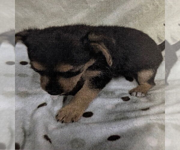Medium Photo #1 Mutt Puppy For Sale in Chico, CA, USA