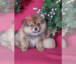 Small Photo #4 Pomeranian Puppy For Sale in PEACH BOTTOM, PA, USA