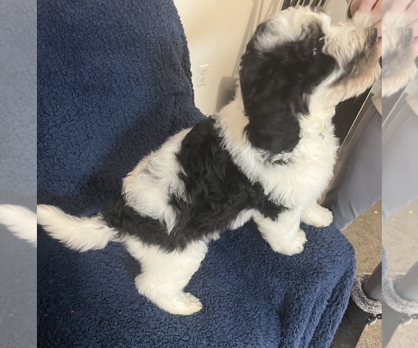 Medium Photo #36 Bernedoodle Puppy For Sale in CLEVELAND, TN, USA