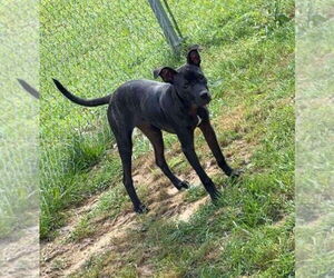 American Pit Bull Terrier-Catahoula Leopard Dog Mix Dogs for adoption in Farmerville, LA, USA