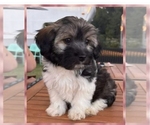 Puppy Latte Havanese