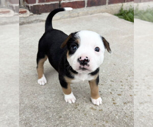 Medium Photo #1 Australian Shepherd-Unknown Mix Puppy For Sale in OKLAHOMA CITY, OK, USA