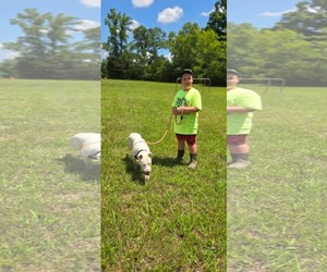 Bull Terrier-Unknown Mix Dogs for adoption in Rustburg, VA, USA