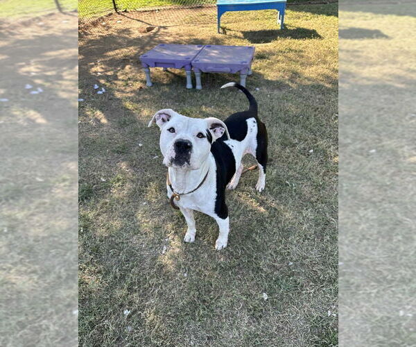 Medium Photo #3 Mutt Puppy For Sale in Evansville, IN, USA