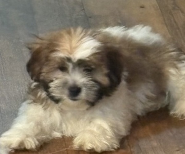 Medium Photo #1 Shorkie Tzu Puppy For Sale in CENTRALIA, IL, USA