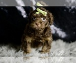 Small #2 Yorkipoo