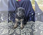 Small Photo #2 German Shepherd Dog Puppy For Sale in LUFKIN, TX, USA