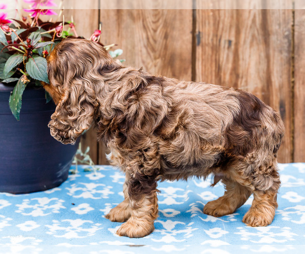 Medium Photo #44 Cocker Spaniel Puppy For Sale in WAKARUSA, IN, USA