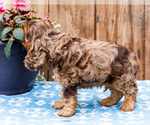 Small Photo #44 Cocker Spaniel Puppy For Sale in WAKARUSA, IN, USA