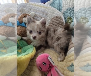 Chiranian Puppy for Sale in OCALA, Florida USA