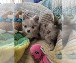 Small Chiranian