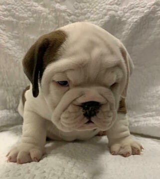 Medium Photo #4 English Bulldog Puppy For Sale in CHARLESTON, SC, USA