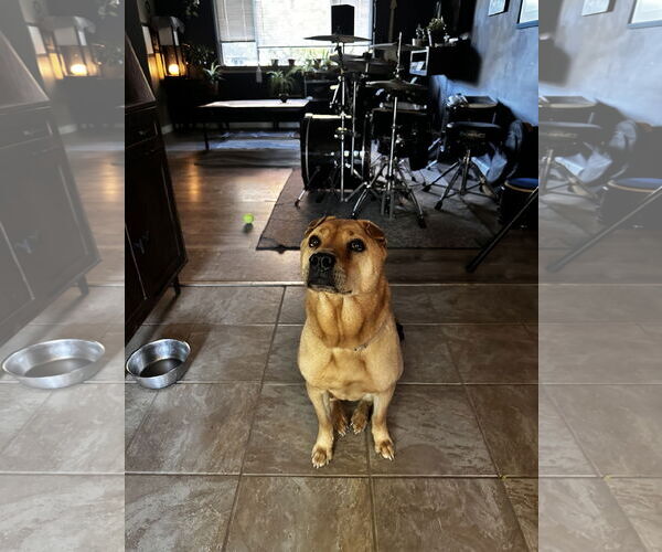 Medium Photo #8 Mutt Puppy For Sale in Fort Collins, CO, USA