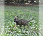 Small #4 German Shepherd Dog