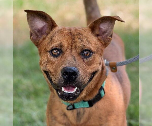 Medium Photo #2 Mutt Puppy For Sale in Woodland, CA, USA