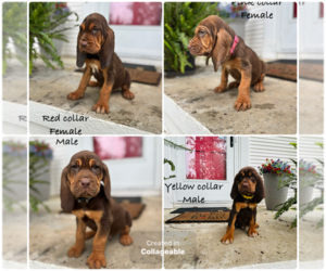 Bloodhound Puppy for Sale in WARRIOR, Alabama USA