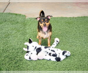 Uno - Male Chipin Dog for Adoption - Photo #3