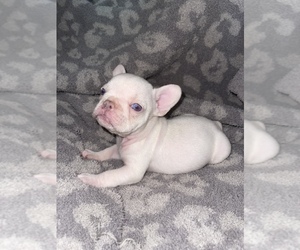 French Bulldog Puppy for sale in NORTH SACRAMENTO, CA, USA