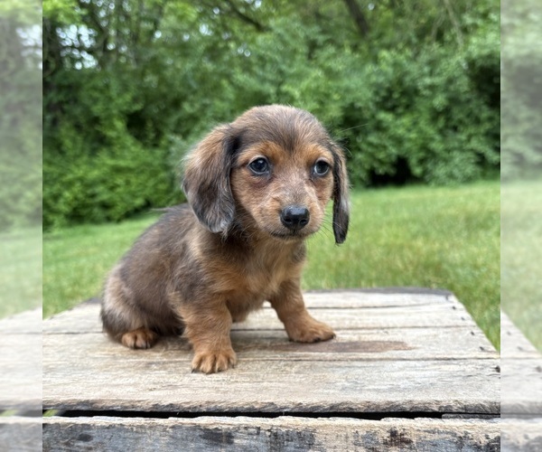 Medium Photo #2 Dachshund Puppy For Sale in MIDDLEBURY, IN, USA