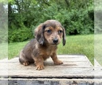 Small #1 Dachshund