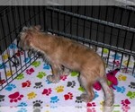 Small #2 Schnoodle (Miniature)