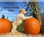 Small Photo #5 Goldendoodle (Miniature) Puppy For Sale in CONVOY, OH, USA