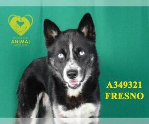 Siberian Husky Dogs for adoption in Stockton, CA, USA