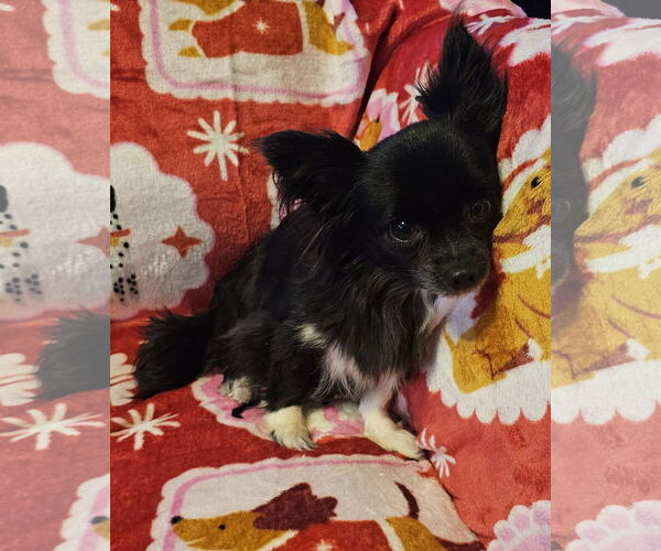 Medium Photo #1 Chihuahua-Unknown Mix Puppy For Sale in Oakhurst, NJ, USA