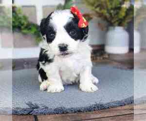 Havanese Puppy for sale in MARIETTA, GA, USA