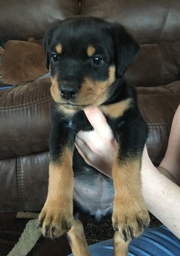 Medium Photo #1 Rottweiler Puppy For Sale in CULVER, OR, USA