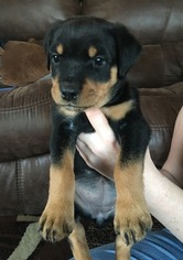 Rottweiler Puppy for sale in CULVER, OR, USA