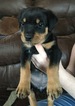 Small Photo #1 Rottweiler Puppy For Sale in CULVER, OR, USA