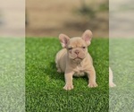 Small #4 French Bulldog
